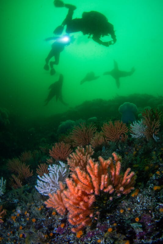 Underwater scene with a diver shining a light near the surface. Several fish silhouettes are visible against the green water. Colorful corals, including orange and white, cover the seabed in the foreground.