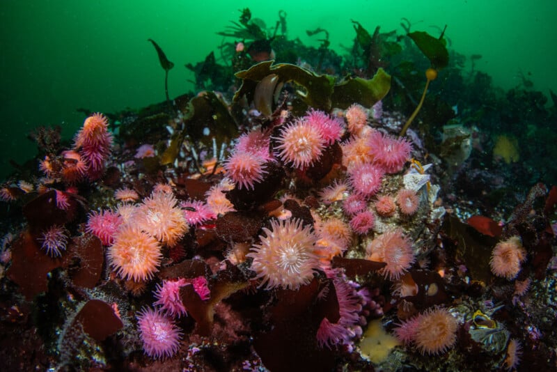 Underwater scene featuring a vibrant array of pink sea anemones attached to rocks, surrounded by dark green seaweed. The background shows a greenish tint from the water, adding an ethereal feel to the marine landscape.