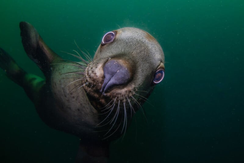Close-up of a curious sea lion swimming underwater, looking directly at the camera with wide eyes. The background is a deep green, indicating the ocean environment.
