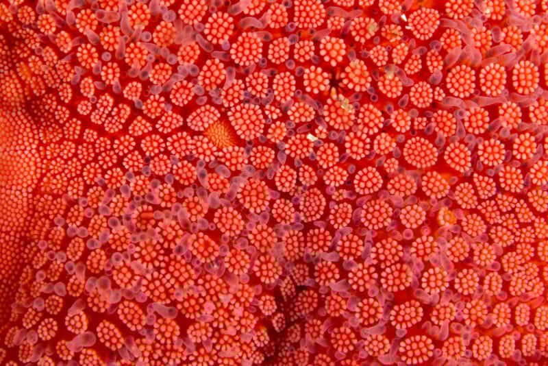 Close-up of a bright orange starfish surface showcasing an intricate pattern of small, textured knobs and bumps. The detailed texture resembles a mosaic, creating a striking visual effect.