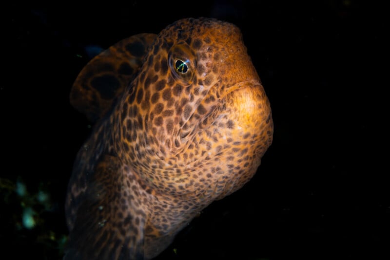 Close-up of a leopard-patterned fish against a dark background, showcasing its textured skin and prominent eye. The fish appears in a frontal position, highlighting its distinctive spotted appearance.