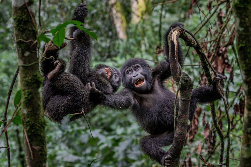 Two young gorillas playfully hang from tree branches in a lush, green forest. Both gorillas have open mouths, appearing to smile or call out while surrounded by dense foliage.