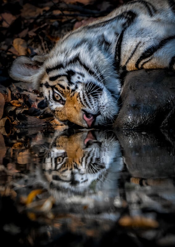 A tiger lies on the ground, drinking water from a pond. Its face is reflected clearly in the water, surrounded by dry leaves and natural forest floor.