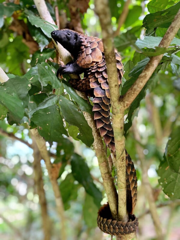 A pangolin with brown, overlapping scales climbs in a tree, curling its long tail around a branch amid green leaves in a forest setting.