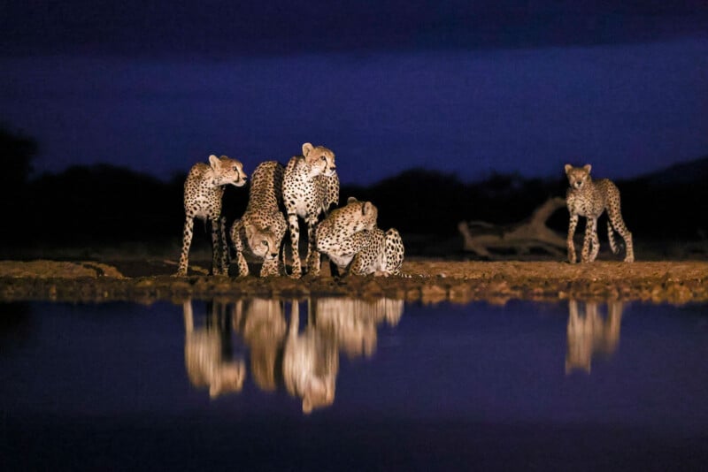 Five cheetahs stand and crouch together by a waterhole at night, their reflections visible in the still water under a dark blue sky. The background is silhouetted, emphasizing the cheetahs.