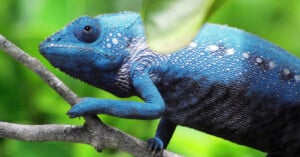 A blue chameleon with white spots rests on a branch, surrounded by green foliage. One of its legs is partially obscured by a leaf in the foreground.