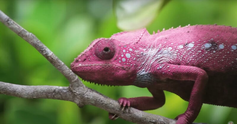 A close-up of a pink and white chameleon with textured skin clinging to a branch, set against a blurred green background of foliage.
