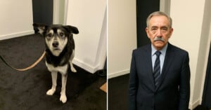 Split image: On the left, a black and white dog with a leash stands on a dark carpet, looking at the camera. On the right, an older man in a suit stands indoors against a similar background, also facing the camera.