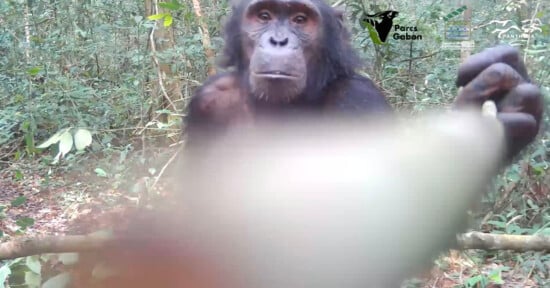 A chimpanzee stands in a forested area, looking curiously at the camera. Its hand is partially covering the lens, creating a blurred effect in the foreground. Logos for "Parcs Gabon" and "ZSL" are visible in the top right corner.