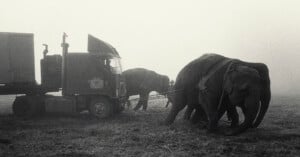 Three elephants pull a large truck across a grassy field in foggy conditions. The truck is chained to the elephants, and the scene has a misty, dramatic atmosphere.