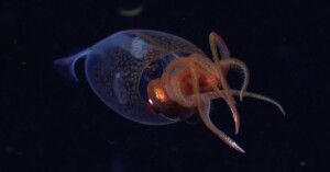 A glass squid with a translucent, rounded body and visible internal organs floats against a dark background, its orange-tinted arms and tentacles extended outward.