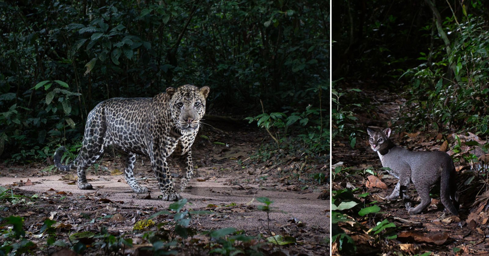 A leopard stands on a forest path surrounded by dense greenery. Beside it, a smaller wildcat with a gray coat and white markings stands on the forest floor, also looking toward the camera.