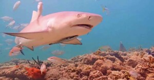 A large shark swims near a coral reef surrounded by colorful fish in clear blue water. The ocean floor is covered with various types of coral and marine plants.