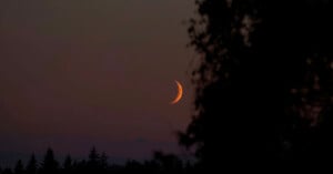 A thin crescent moon glows in a dark, dusk sky above a silhouette of trees, with part of a tree in the foreground on the right side of the image.