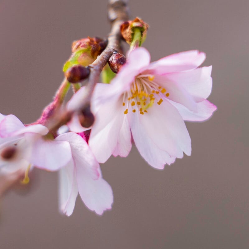 Close-up of delicate light pink cherry blossoms with yellow stamens on a branch, set against a soft blurred gray background.