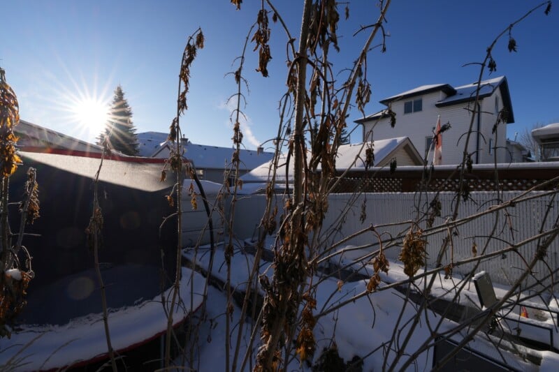 Sunlight shines through tall, dry branches with snow covering the ground. A white house with a chimney is in the background, bordered by a fence. A coniferous tree stands nearby, and a clear blue sky frames the scene.