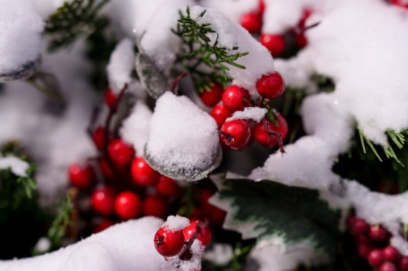 Close-up of bright red berries surrounded by snow-covered green foliage. The snow is fresh, creating a stark contrast with the colorful berries and leaves, evoking a wintry, festive atmosphere.