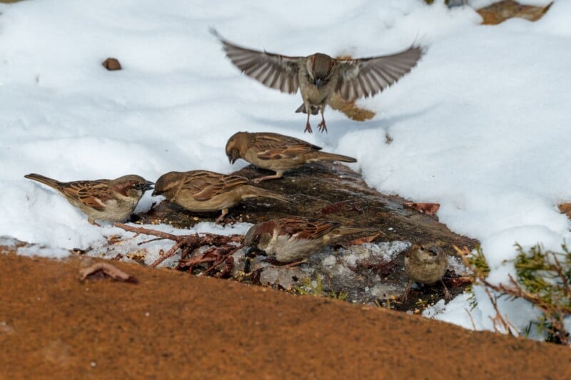 Five sparrows forage on a snowy ground, pecking at leaves and seeds. One sparrow is in mid-flight, wings spread wide above the group. Patches of snow surround the birds, contrasting with the brown soil and scattered greenery.
