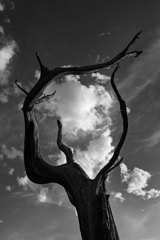 Silhouetted against a cloudy sky, a gnarled, leafless tree with twisted branches forms a circular, arch-like shape. The dramatic black and white contrast highlights the tree's texture and the clouds behind.