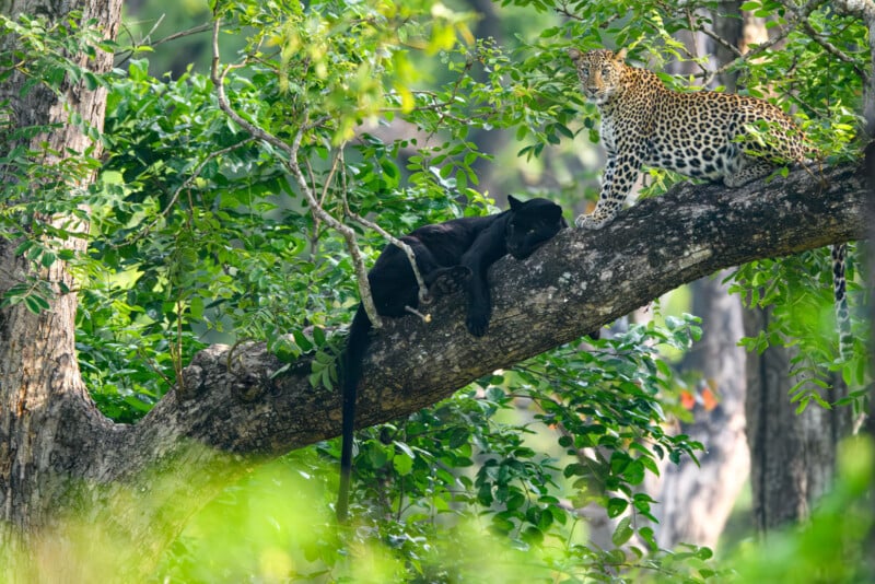 A black panther and a spotted leopard rest together on a large tree branch surrounded by lush green leaves in a dense forest.