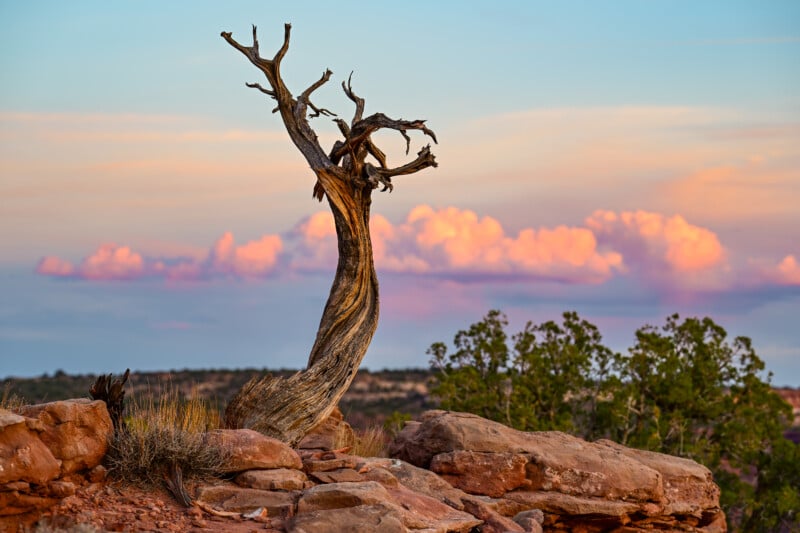 A twisted, bare tree stands on a rocky outcrop against a backdrop of pink and orange clouds at sunset. The scene depicts a desert landscape with scattered vegetation and a distant horizon.