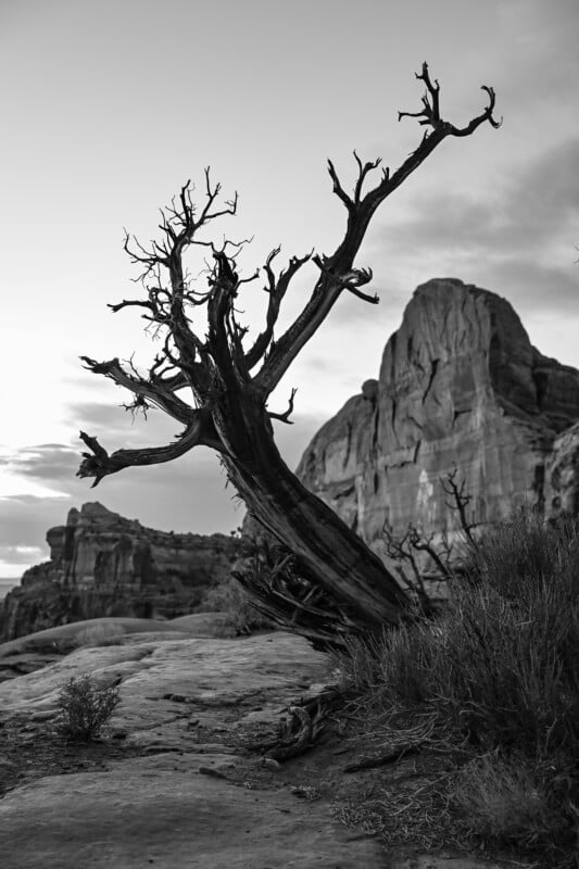 Black and white photo of a twisted, leafless tree in the foreground with rocky cliffs and formations in the background. The scene conveys a rugged, desert landscape under an expansive sky.