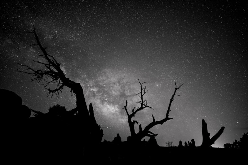 Silhouettes of gnarled, leafless trees stand against a starry night sky, with the Milky Way visible in the background. The atmosphere is serene and mysterious, highlighting the contrast between the dark foreground and the luminous sky.