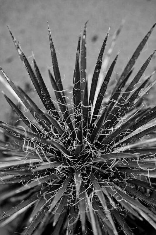 Black and white image of a yucca plant viewed from above. The plant has spiky, narrow leaves radiating outward, with curly filament-like threads running along the edges, creating a striking starburst pattern.