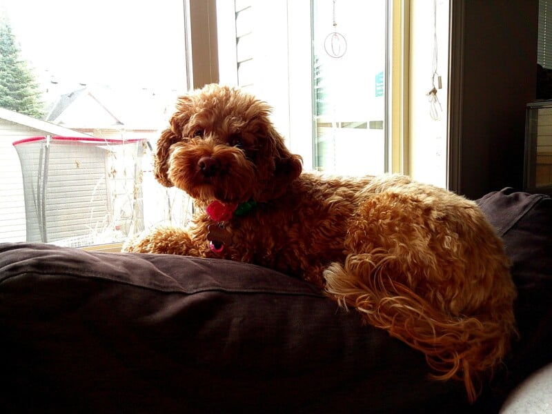 A fluffy brown dog lounges on a dark cushion beside a bright window, gazing at the camera. The room is softly lit, and outdoor scenery is visible through the window.