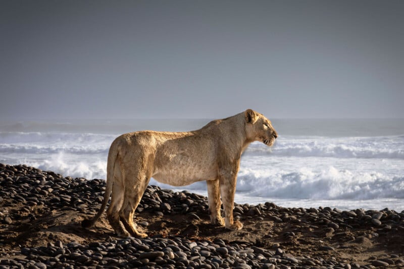 A lioness stands alert on a rocky, sandy shore with ocean waves crashing in the background under a cloudy sky.