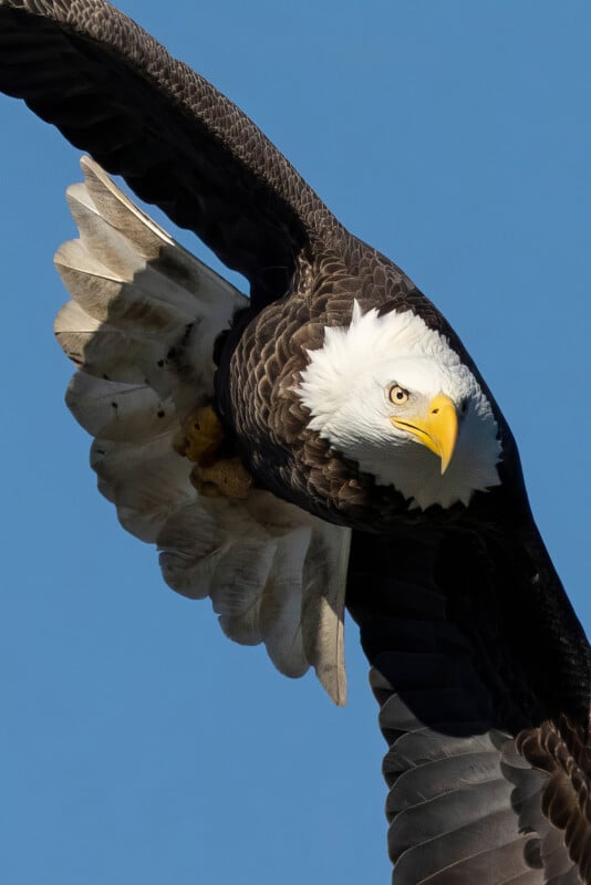 A bald eagle in mid-flight against a clear blue sky. Its body is tilted, and its wings are spread wide. The eagle's sharp yellow beak and piercing eyes are prominent, with its white head contrasting against its dark feathers.