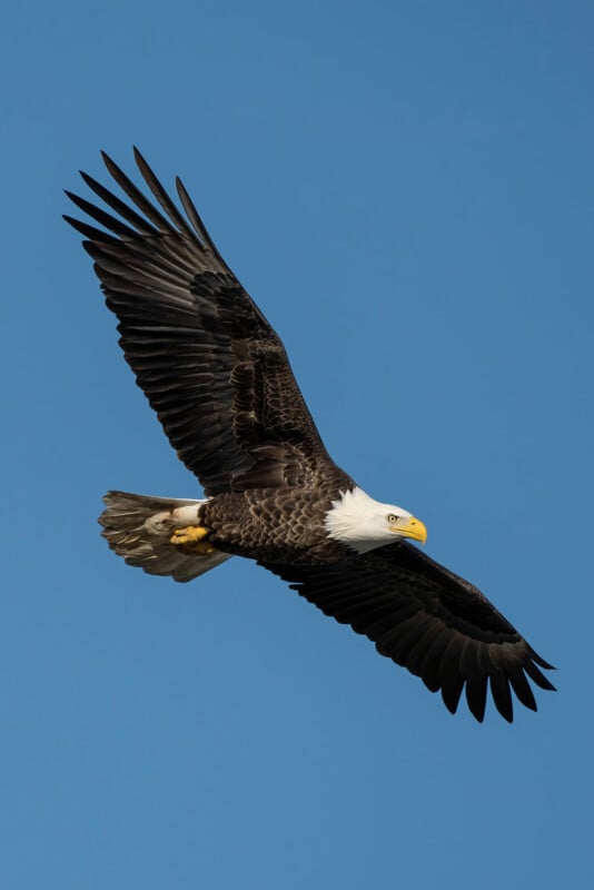 Bald eagle soaring in a clear blue sky, wings fully spread, showing its white head and tail contrasting with its dark brown body.