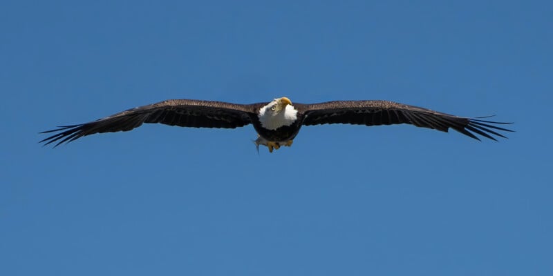 A bald eagle soaring mid-flight with its wings fully extended against a clear blue sky.