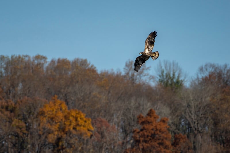 A large bird of prey soars in the clear blue sky above a forest. The trees below display autumnal colors, with a mix of orange, brown, and bare branches. The bird's wings are spread wide as it glides effortlessly.