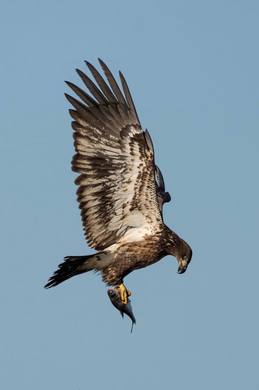 A majestic bird of prey, possibly an eagle, is flying with a fish clutched in its talons against a clear blue sky. Its wings are spread wide, showcasing detailed feathers.