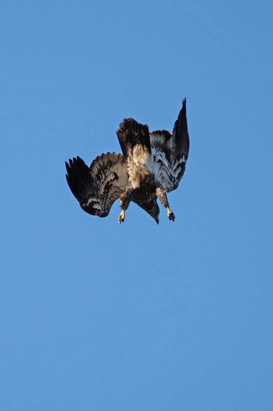 An eagle is captured diving with its wings spread wide against a clear blue sky. Its talons are extended downward, and its plumage has a mix of dark and light patterns.