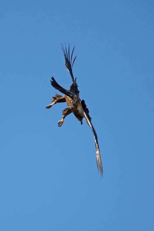 An eagle is captured in mid-flight against a clear blue sky, with its wings spread wide and tail feathers flared. The bird appears to be twisting or diving, showcasing its agility and grace.