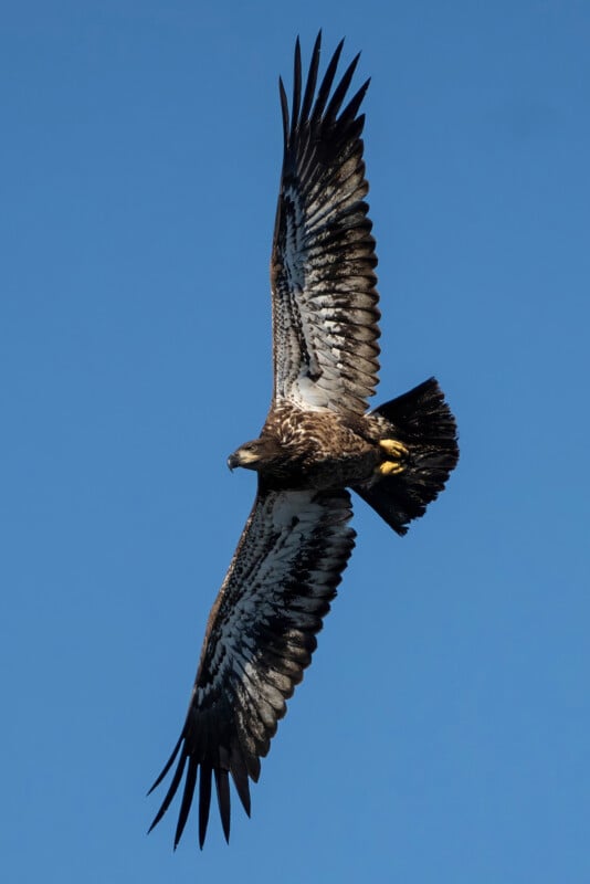 An eagle with outstretched wings soars against a clear blue sky. Its feathers are a mix of dark brown and white, with distinctive patterns visible. The bird is mid-flight, showcasing its impressive wingspan.