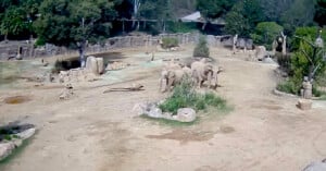 A group of elephants stands near some greenery in a spacious, sandy zoo enclosure with trees, rocks, and logs scattered around.