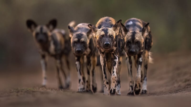 Four African wild dogs with mottled coats walk closely together on a dirt path, looking forward, with a blurred natural background.