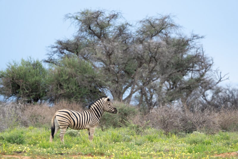 A zebra stands on a green, grassy landscape filled with small yellow flowers. In the background, there are large leafless trees under a cloudy blue sky.