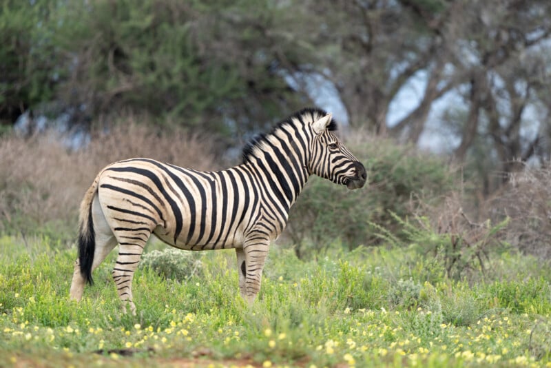 A zebra stands on a grassy field dotted with yellow flowers. Lush green shrubs and trees form the backdrop under a cloudy sky. The zebra's black and white stripes contrast against the vibrant scenery.
