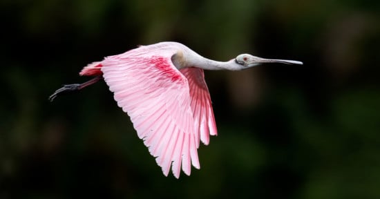 Nikon 800mm f/6.3