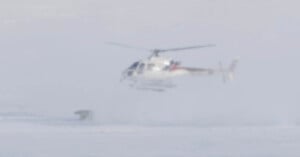 A helicopter hovers low above a snowy landscape, stirring up a cloud of snow. A polar bear is visible on the ground amidst the blowing snow.