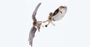 Two birds of prey, mid-air against a white background, engage in a dramatic interaction with talons extended toward each other. Their wings are spread wide, showcasing patterned feathers.
