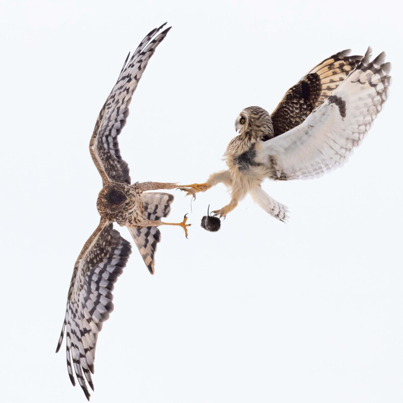 A hawk and an owl mid-air, wings spread wide, appear to be fighting over a small rodent grasped in the owl’s talons against a bright, white background.