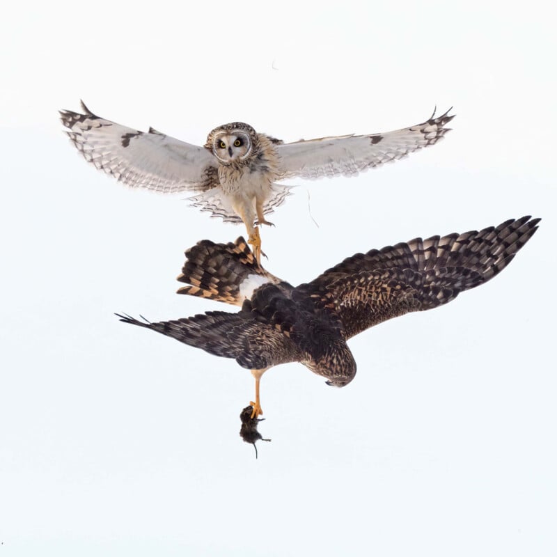 A short-eared owl and a northern harrier are mid-air, talons locked, fighting over a small rodent against a pale sky. The owl faces forward with wings spread, while the harrier holds the prey below.