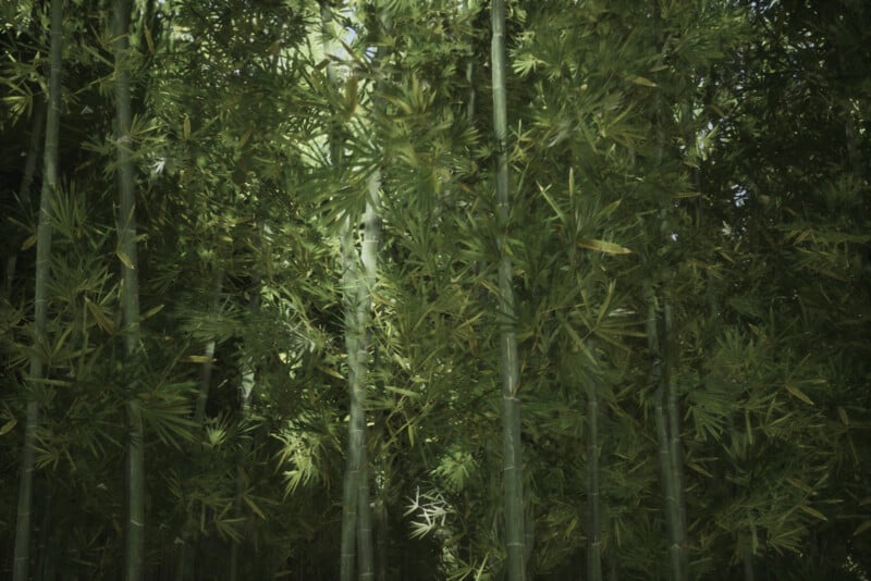 Dense bamboo forest with tall, slender green stalks and thick clusters of narrow leaves. Sunlight filters through the foliage, creating a dappled light effect on the bamboo. The atmosphere is tranquil and lush.