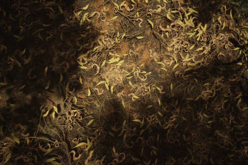 A forest floor covered with fallen yellow leaves and twisted seed pods amidst shadows and patches of sunlight. The texture of the ground is earthy and the scattered leaves create an intricate pattern.