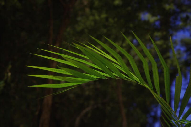 Close-up of a single green palm frond with elongated leaves against a blurred background of dark trees and patches of blue sky, creating a natural and serene atmosphere.